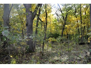 Property photo 63 - MAJOR ILLINOIS LAND AUCTION - 752.54+/- ACRES OFFERED IN 9 TRACTS IN KANKAKEE COUNTY, ILLINOIS